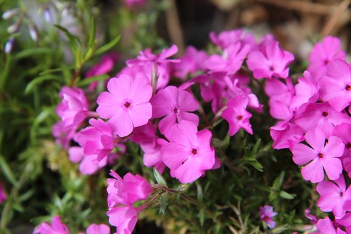 phlox  phlox pink  phlox spring