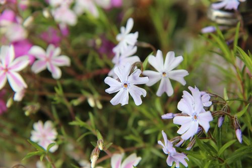 phlox  phlox white  phlox spring