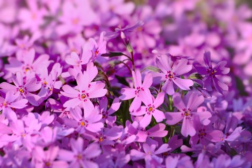 phlox  plaménka  rock plant