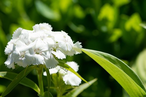 phlox  flower  white
