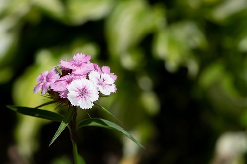 phlox  pink  flower