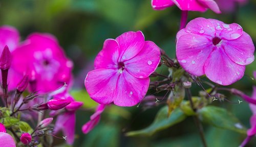 phlox  flame flower  pink