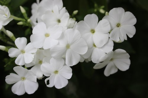 phlox  white  flowers