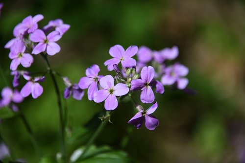 phlox  flower  purple