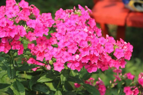 phlox flower purple