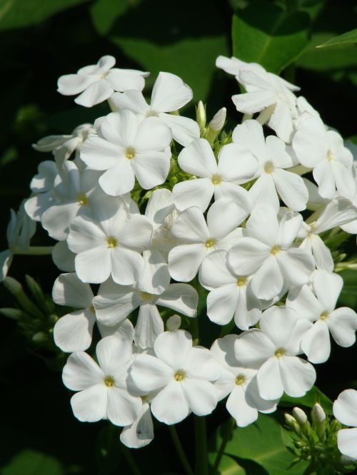 phlox flower flower garden