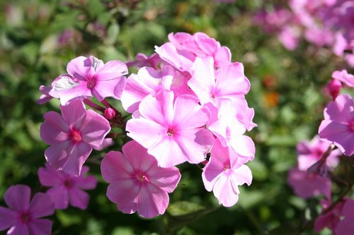 phlox pink  summer flowering  garden flowers