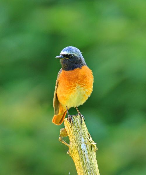 phoenicurus ochruros bird fly