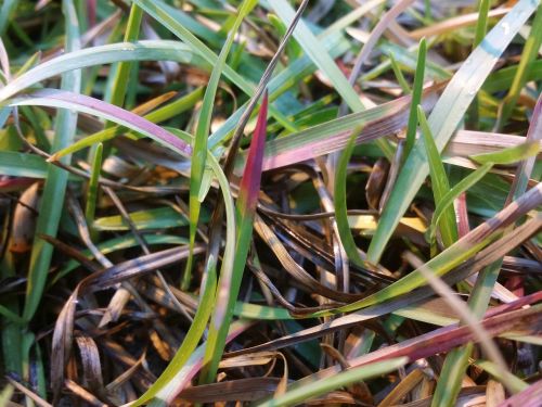 phosphorus deficiency grass leaves