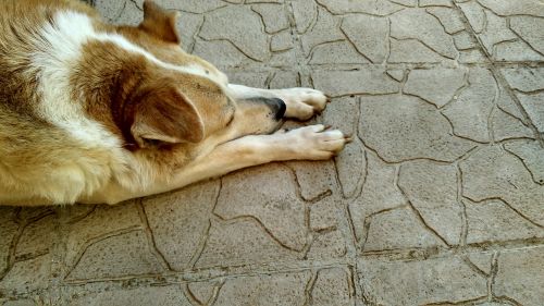photo dog resting