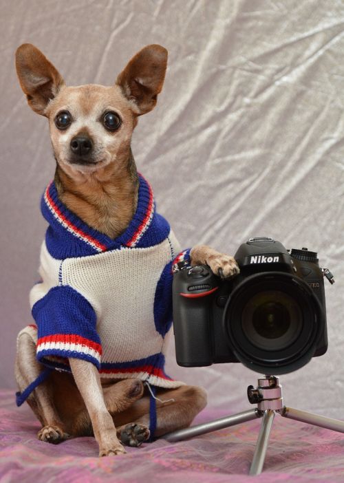 photo dog photographer