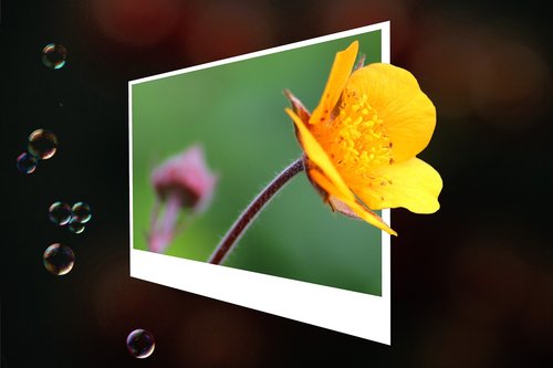photo  flower  yellow