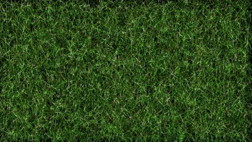 Photo Green Grass Background