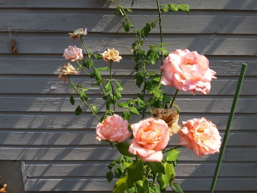 Photo Of Roses
