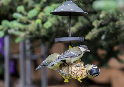 photo of titmouse  fat balls  tit