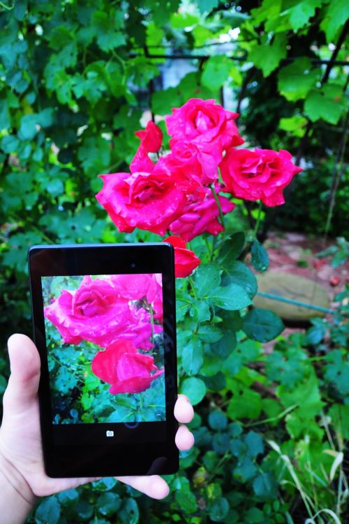 photo tablet landscape flowers
