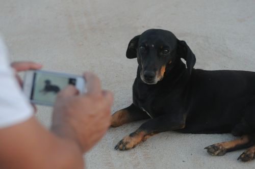 photograph dog iphone