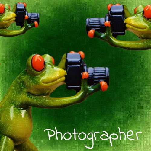 photographer frog funny