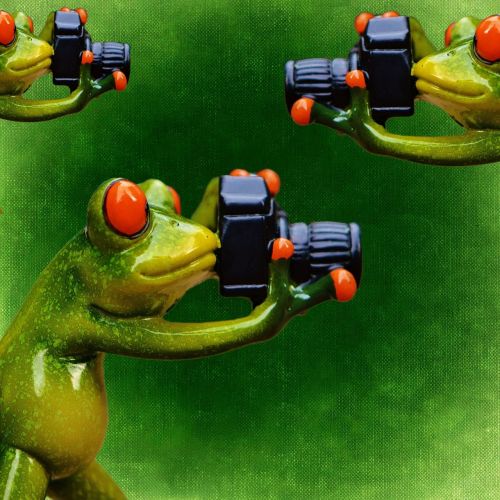 photographer frog funny