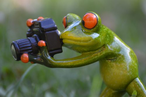 photographer frog funny