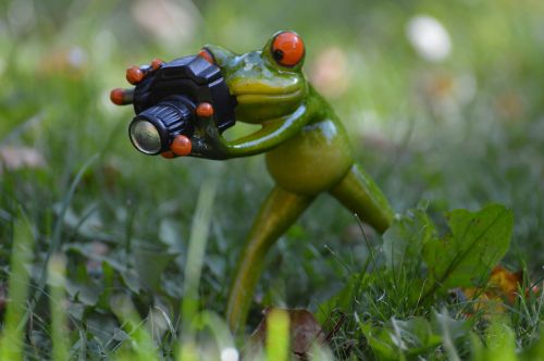 photographer frog funny