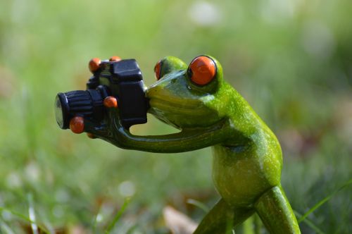 photographer frog funny