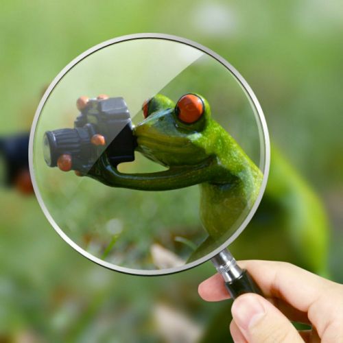 photographer frog funny