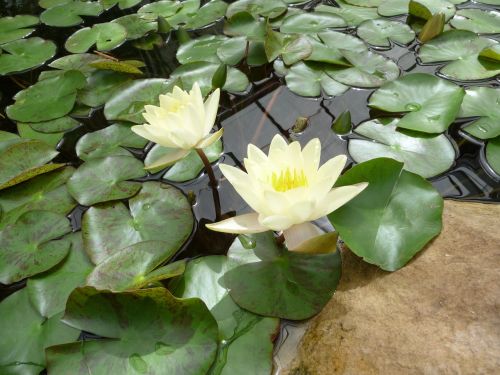 photographic background water lily