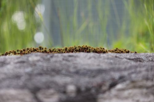 photographic background moss nature