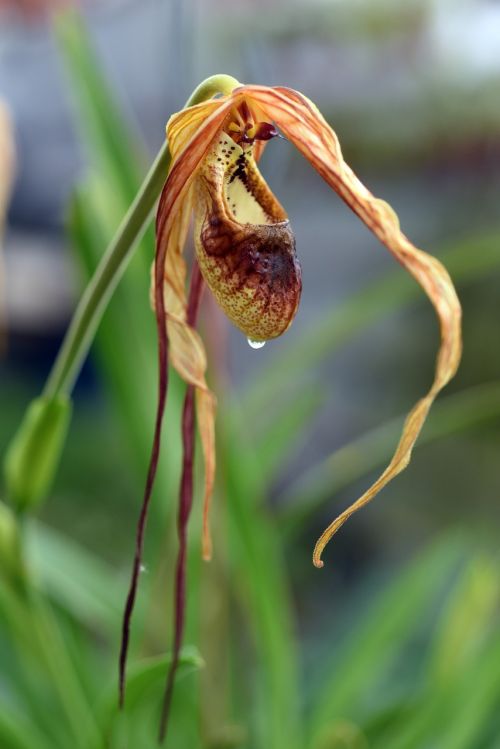 phragmipedium orchid plant