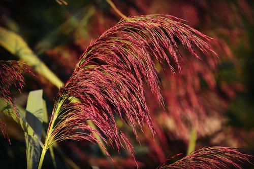 phragmite  plume  reed