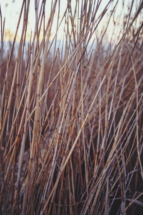 phragmites reed nature