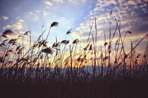 phragmites sunset clouds