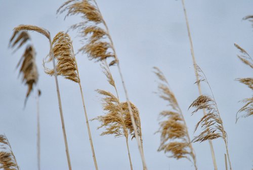 phragmites australis  reed  nature