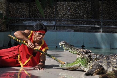 phuket phuket zoo crocodile
