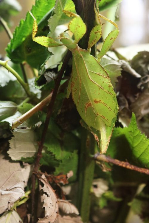 phylliidae leaf bug bug