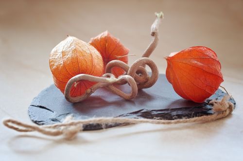 physalis lampionblume andes berry