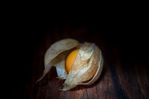 physalis physalis peruviana cape gooseberry