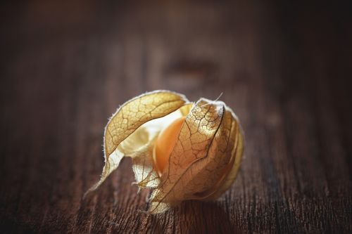 physalis physalis peruviana cape gooseberry