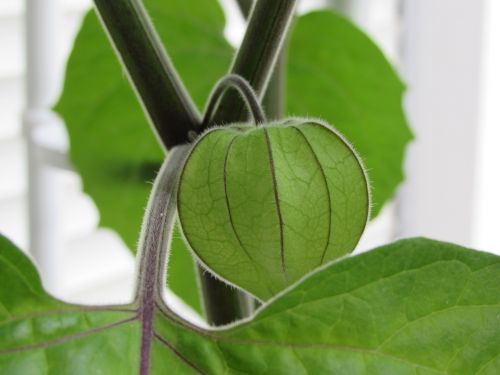 physalis fruit healthy