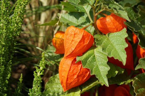 physalis lampionblume flower