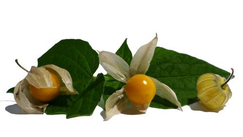 physalis cape gooseberry fruit