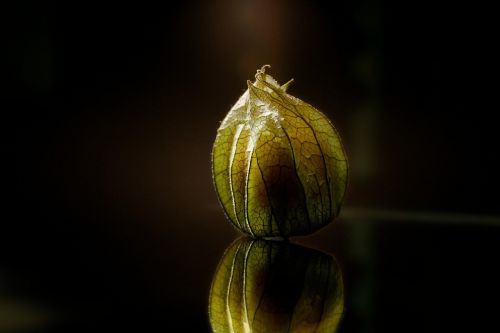 physalis macro close