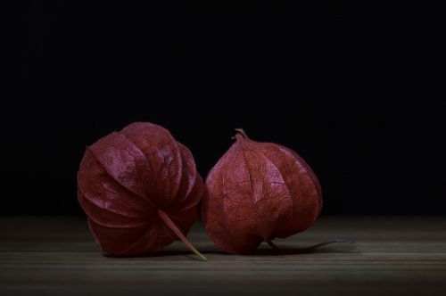 physalis lampionblume nachtschattengewächs