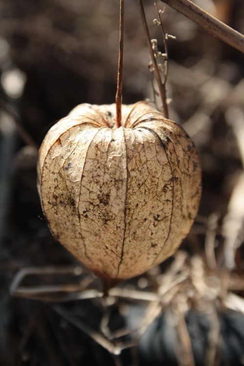 physalis dry fall