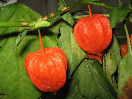 physalis fruit red