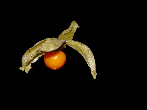 physalis vitamins orange