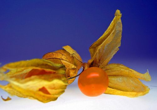 physalis fruit delicious