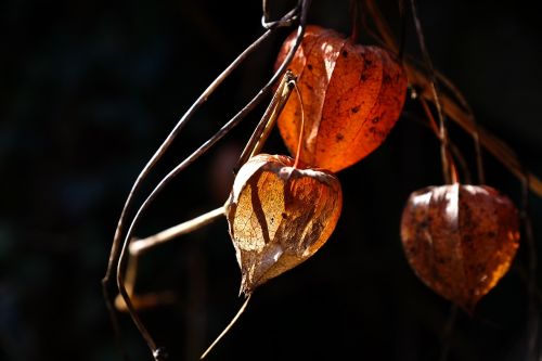 physalis alkekengi plant fruit