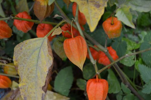 Physalis. Autumn.